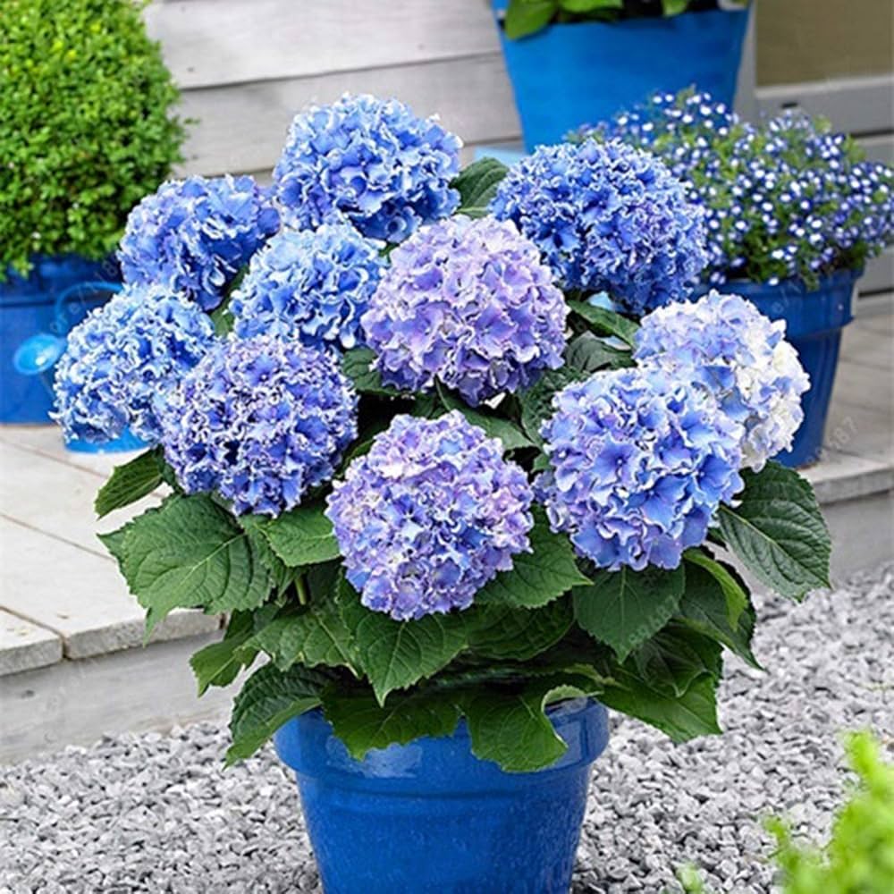 Hydrangea (flower Hydrangea macrophylla) for planting in garden